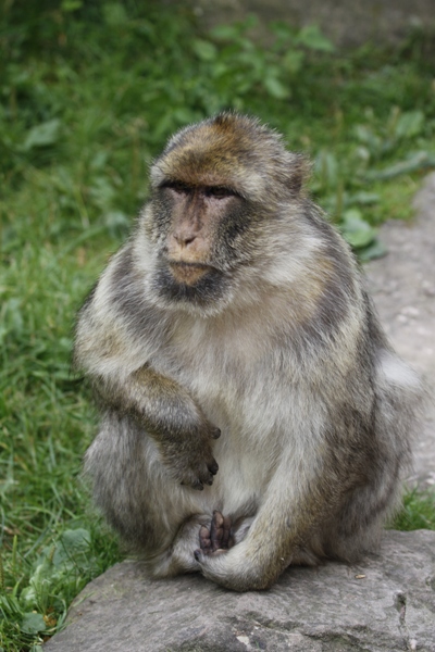 Scimmia - Monkey
